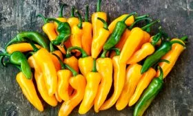 Урожайность