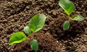 пересадка баклажанов в открытый грунт