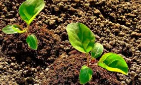 Пересадка на постоянное место