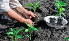 Пересадка в открытый грунт