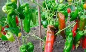 Пересадка в открытый грунт