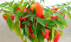 перец Бабкин язык