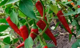 Урожайность