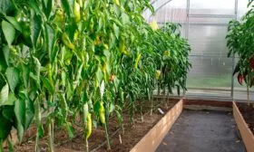 Перец Жёлтая Капия