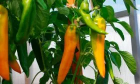 Перец Жёлтая Капия1