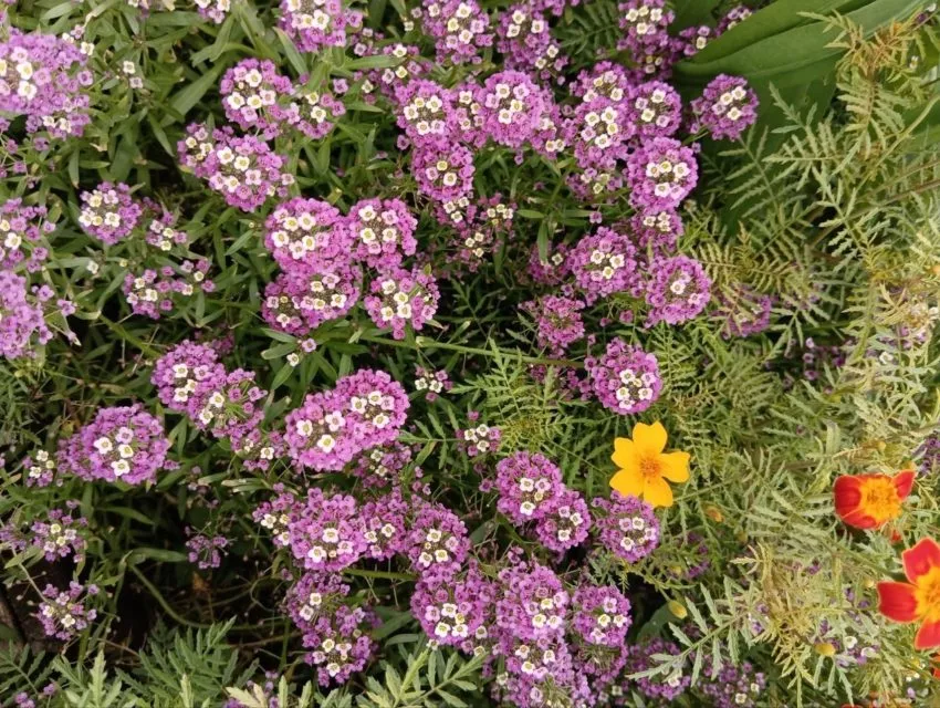Лобулярия-цветок с ароматом мёда