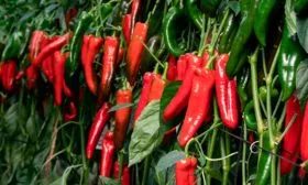 Перец Палермо