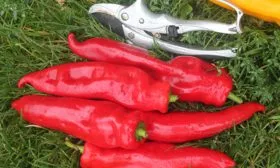 Пламя дракона