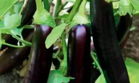 Плоды, их вкусовые качества и назначение