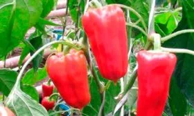 Плюсы и минусы сорта