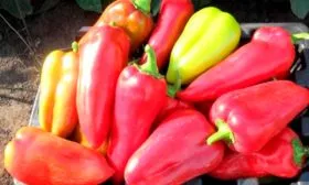 Подарок Молдовы