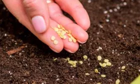 Подготовка почвы и семян