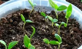 Полив и уход за рассадой