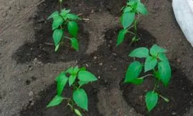 Поливной режим