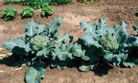 Посадка рассады