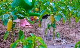 Посадка рассады в открытый грунт