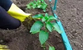 Посадка рассады в открытый грунт