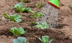 Посадка, выращивание и уход