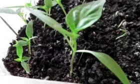 Посев семян