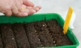 Посев семян