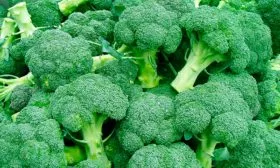 Плодоношение