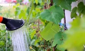 Правила ухода за виноградником