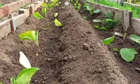 Правила выращивания и ухода