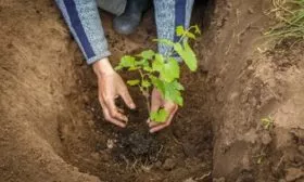 Правила выращивания и ухода