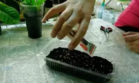 Правила выращивания рассады