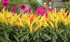 Преимущества и недостатки