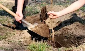 Процесс посадки молодых саженцев пошагово