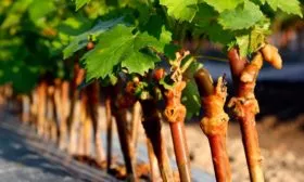 Размножение