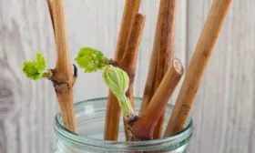 Размножение