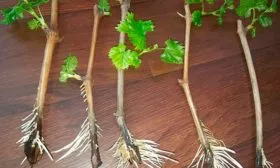 Размножение