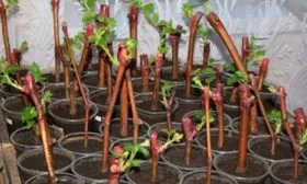 Размножение черенками