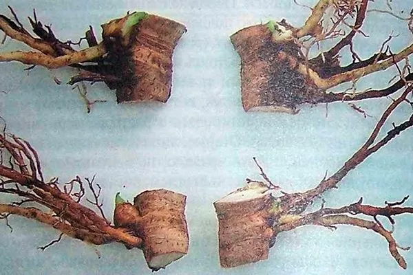 Размножение корневыми черенками