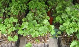 Размножение саженцами