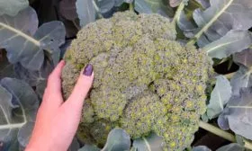 Сбор урожая и хранение