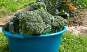 Сбор урожая