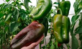 Созревание