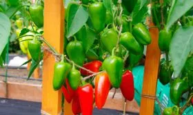 Сроки созревания