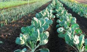 Схема посадки