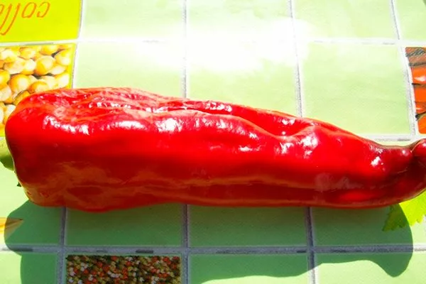 Сладкий перец Aconcagua pepper, Аргентина