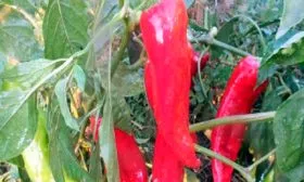 Сладкий перец Дольче де Испания1