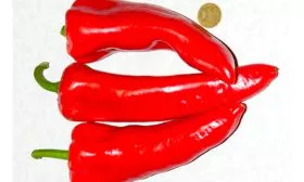 Сладкий перец Куртовска капия, Болгария 2