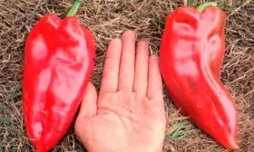 Сладкий перец Slonovo uvo, Сербия 1