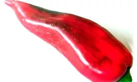 Сладкий перец Софийска капия