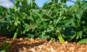 Соседство с другими культурами