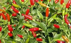 Созревание и урожайность (1)