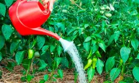 Способ орошения